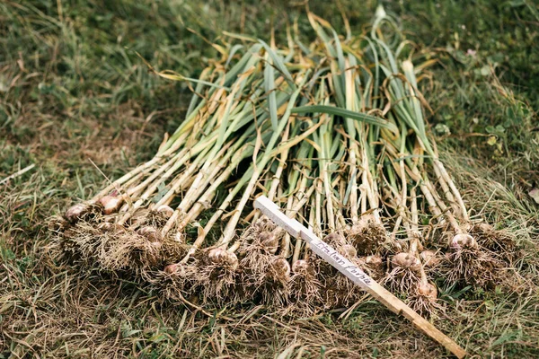 Stack Freshly Picked Italian Purple Garlic Field — Stock Photo, Image