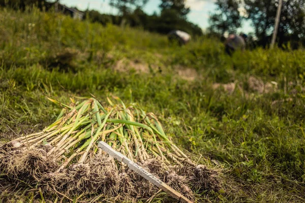 Stack Freshly Picked Italian Purple Garlic Field — Stock Photo, Image