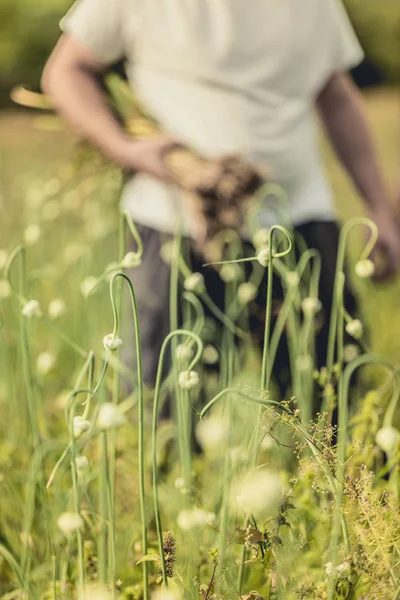 Bllurry Farmer Handful Freshly Picked Garlic Field — Stock Photo, Image