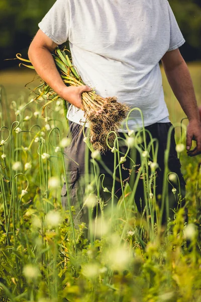 Puñado Ajo Recién Recogido Campo Con Raíces Mucha Suciedad Suelo —  Fotos de Stock