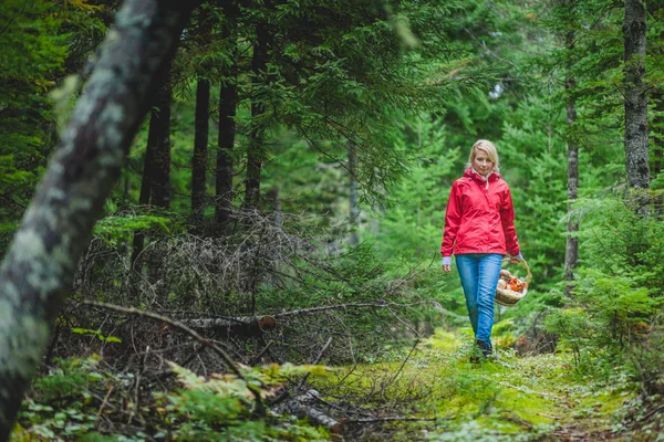 Woman collecting mushrooms in green woods — Stock Photo, Image