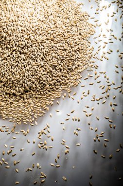 Pilsner Malt bira tahıl yığın Studio bir beyaz yansıtıcı masada