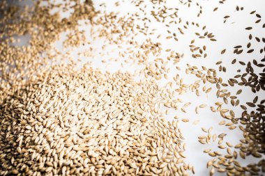 Pilsner Malt bira tahıl yığın Studio bir beyaz yansıtıcı masada