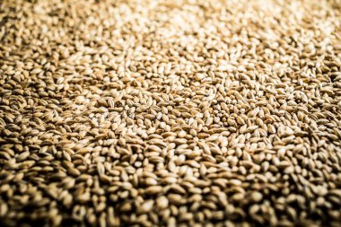 Pilsner Malt bira tahıl doku yakın çekim