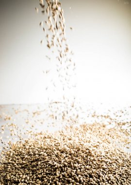 Studio beyaz yansıtıcı tabloda Pilsner Malt bira tahıl yığın düşüyor