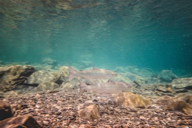 Yaz aylarında iki büyük Salmons Bonaventure River, Canada