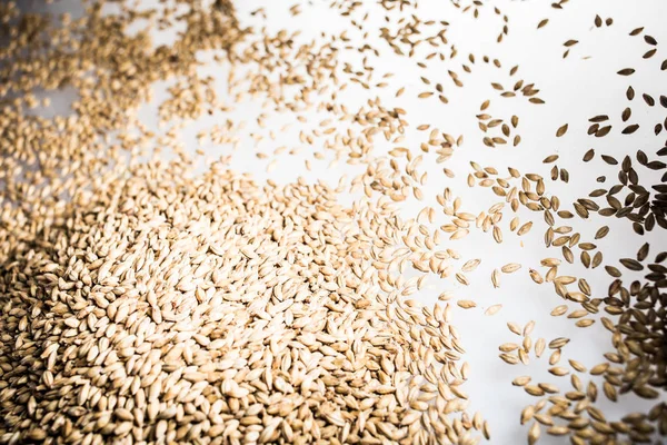 Pilsner Malt Beer Grain Heap Una Mesa Reflectante Blanca Estudio — Foto de Stock