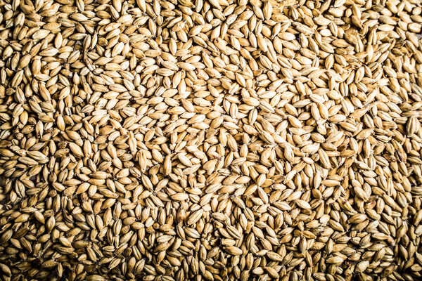 Pilsner Malt Beer Grain Texture Close-up