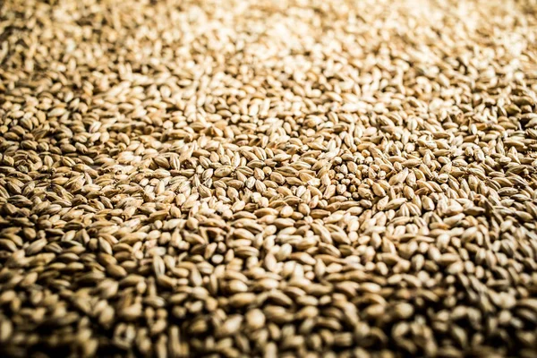 Pilsner Malt Beer Grain Texture Close — Stock Photo, Image