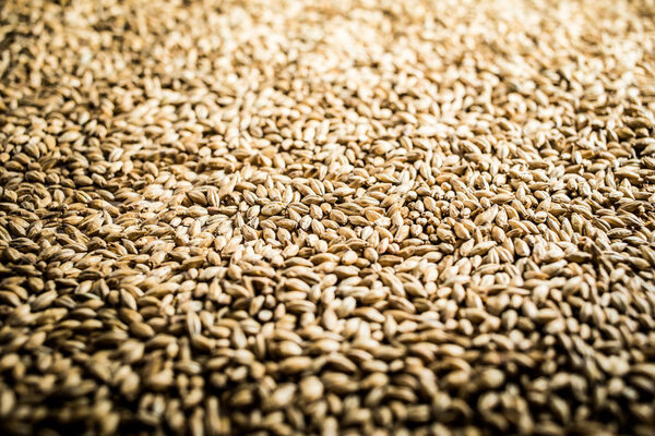 Pilsner Malt Beer Grain Texture Close-up