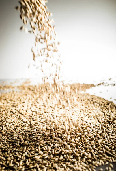 Falling Pilsner Malt Beer Grain Heap White Reflective Table Studio — Stock Photo, Image