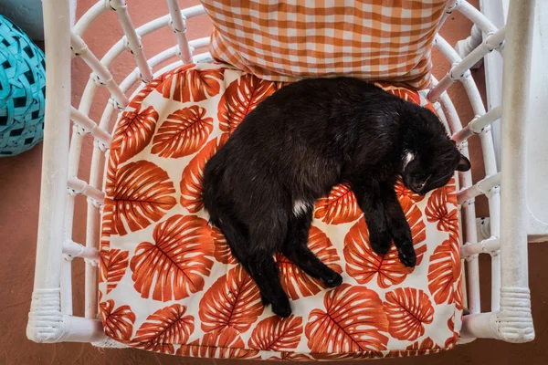 Joven Gato Negro Durmiendo Una Silla Caluroso Día Verano Del — Foto de Stock