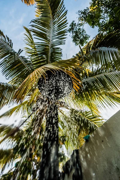 Alatt Kültéri Esőzuhannyal Víz Alá Vont Egzotikus Pálmafa — Stock Fotó