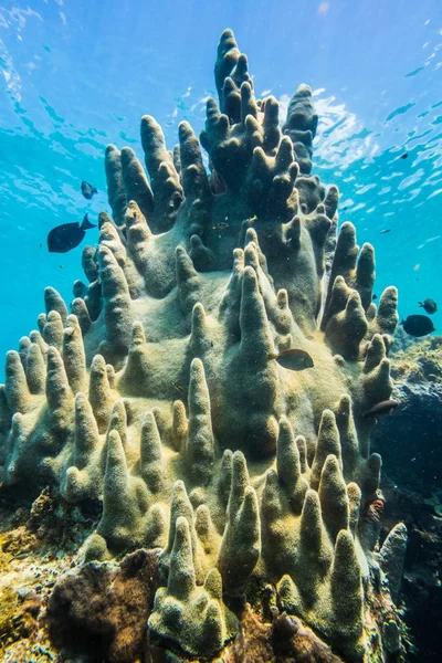 Величезний Рідкісні Стовп Коралів Карибському Морі — стокове фото
