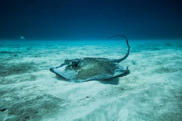 Comune Stingray Nuoto Sul Terreno Dell Oceano — Foto Stock