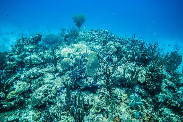 Коралові Рифи Сан Андрес Острів Колумбія — стокове фото
