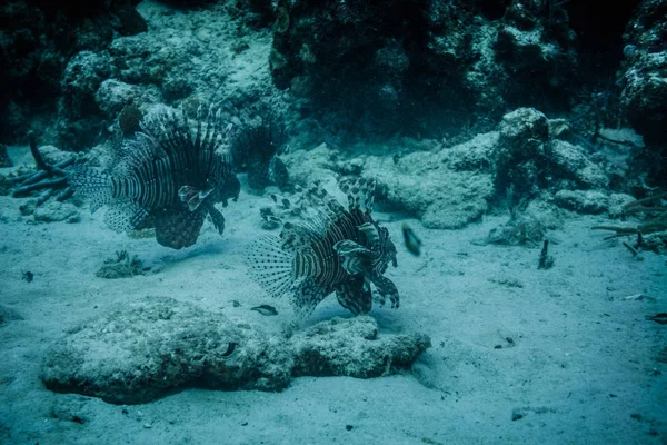 Вид Під Водою Дві Риби Левиці Плавають Дні Океану — стокове фото