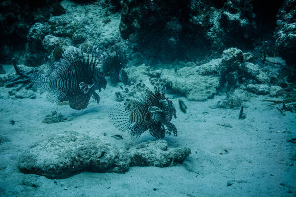Underwater view to two lionfish swimming at the ocean ground.
