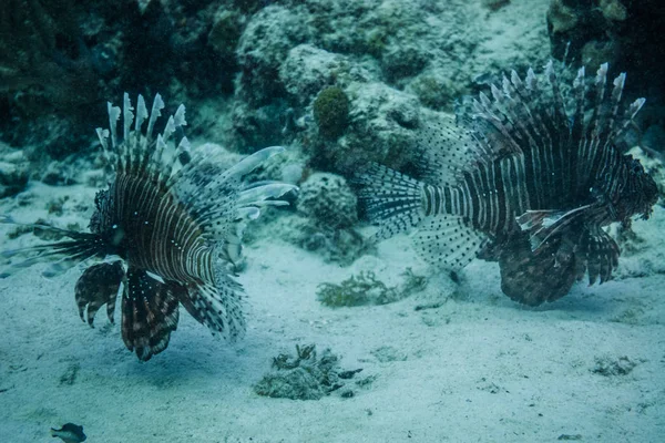 Vista Submarina Dos Peces León Nadando Fondo Del Océano — Foto de Stock