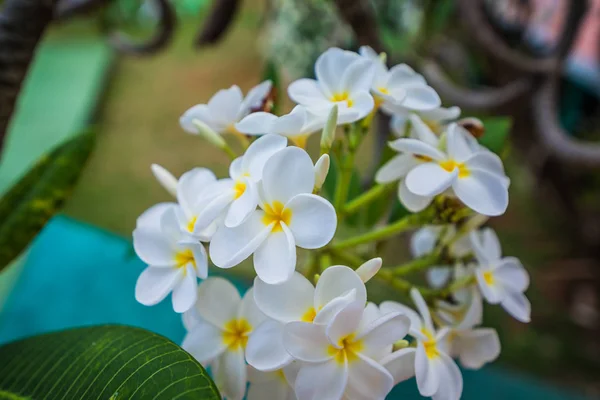 Белые цветущие цветы Plumeria в Карибском море . Лицензионные Стоковые Изображения