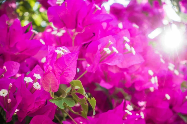 Arbusto de flores de buganvilla fotos de stock, imágenes de Arbusto de  flores de buganvilla sin royalties | Depositphotos