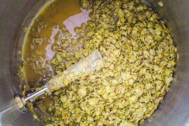 Chinook Hop koniler kalan, bazuka filtre ve termometre sonda bir paslanmaz çelik Homebrewer su ısıtıcısı bir IPA Homebrew gün sonra