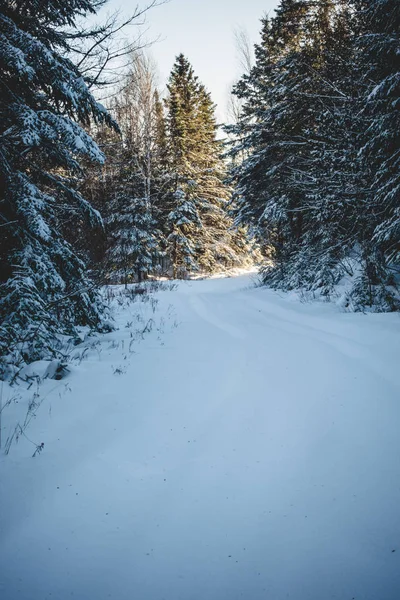 Closed Road Forest Because Heavy Snowstorm Blizzard — Stock Photo, Image