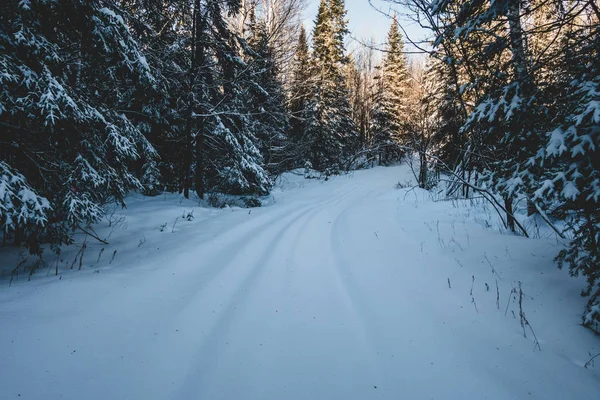 Estrada Fechada Floresta Por Causa Tempestade Neve Pesada Nevasca — Fotografia de Stock