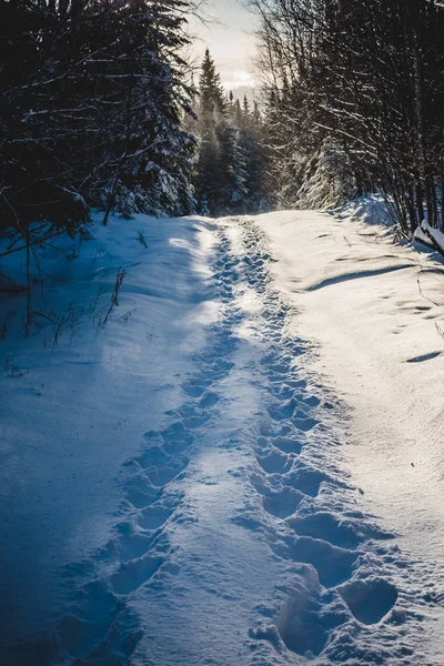 Kış Aylarında Vahşi Ormanda Yürüyüş Çift Ayak Izlerini — Stok fotoğraf