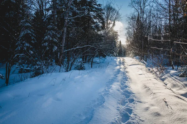 Fotspåren Par Promenader Vilda Skogen Vintern — Stockfoto