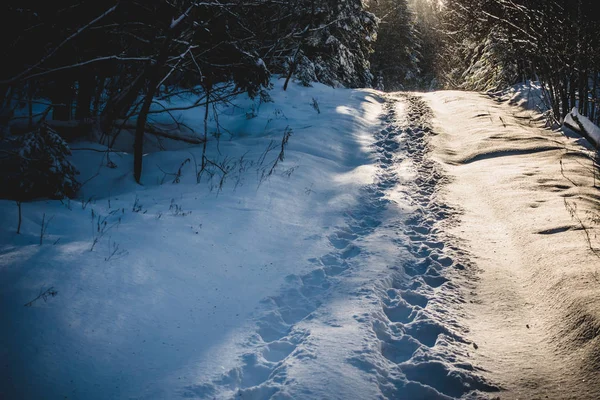 Fotspåren Par Promenader Vilda Skogen Vintern — Stockfoto