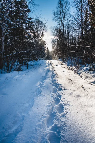 Kış Aylarında Vahşi Ormanda Yürüyüş Çift Ayak Izlerini — Stok fotoğraf