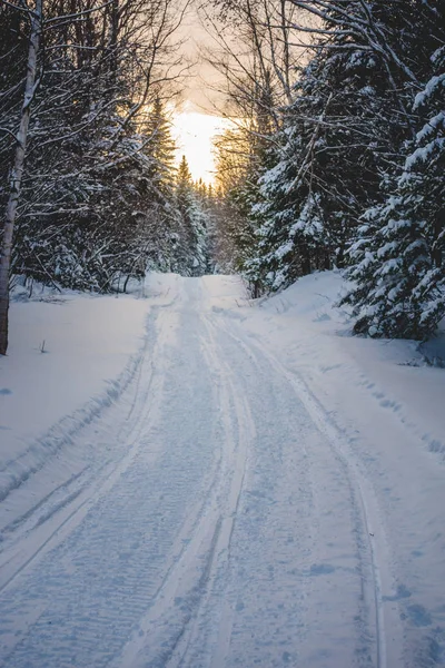 Snowmobile Tracks Wild Forest Cold Winter Sunset Quebec Canadá — Fotografia de Stock