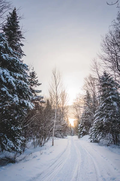 Pistas Motos Nieve Bosque Salvaje Del Frío Atardecer Invierno Quebec — Foto de Stock