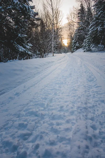 Snowmobile Tracks Wild Forest Cold Winter Sunset Quebec Canada — Stock Photo, Image