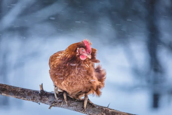 自由范围国内乡村鸡蛋鸡在强风在木分支在冬天风暴外面 — 图库照片