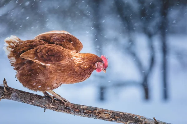 Free Range Domestic Rustic Eggs Chicken Wood Branch Winter Storm — Stock Photo, Image