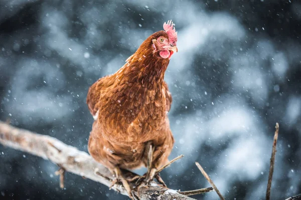 Utehöns Med Inhemska Rustika Ägg Trä Gren Utanför Winter Storm — Stockfoto