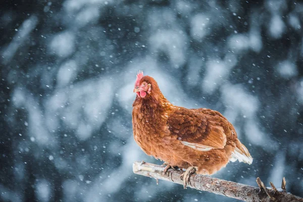 Utehöns Med Inhemska Rustika Ägg Trä Gren Utanför Winter Storm — Stockfoto