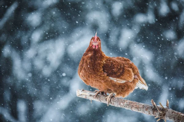 Free Range Domestic Rustic Eggs Chicken Wood Branch Winter Storm — Stock Photo, Image