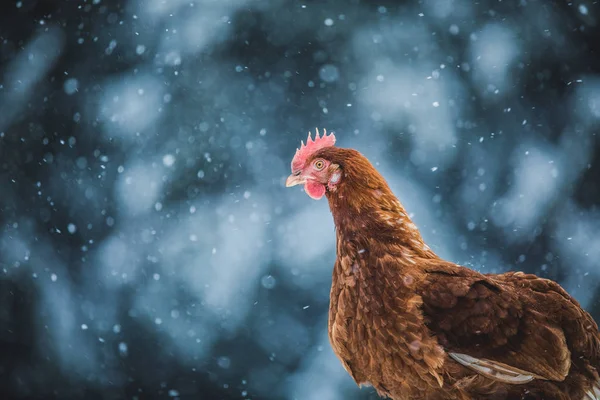 Ücretsiz Aralığı Yerli Rustik Yumurta Tavuk Dışında Ahşap Dal Kış — Stok fotoğraf