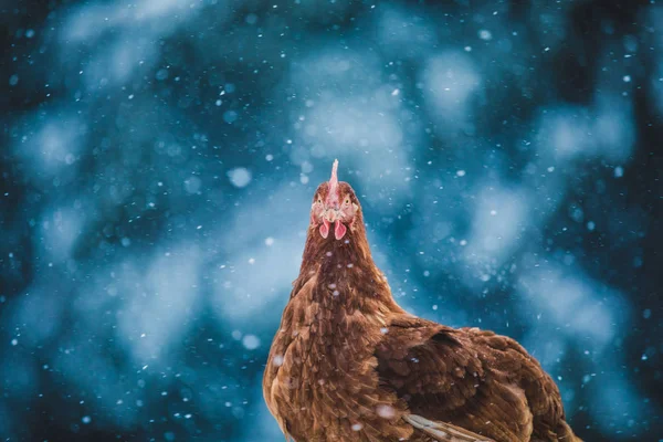 Free Range Domestic Rustic Eggs Chicken Wood Branch Winter Storm — Stock Photo, Image