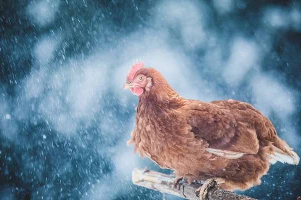 Сельский Цыпленок Ветке Леса Время Зимнего Шторма — стоковое фото