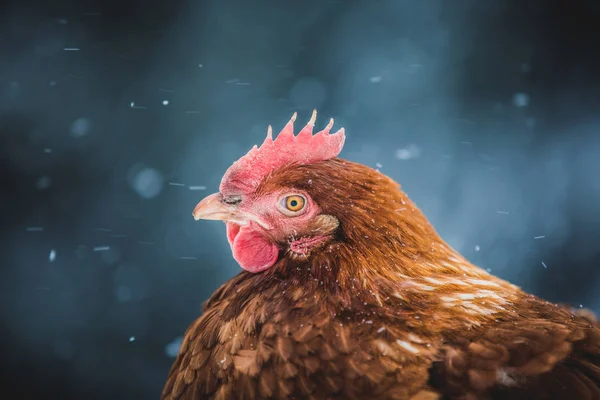 Freilandhaltung Inländische Rustikale Eier Huhn Porträt Henne Draußen Wintersturm — Stockfoto
