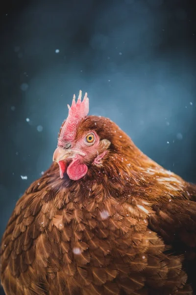 Freilandhaltung Inländische Rustikale Eier Huhn Porträt Henne Draußen Wintersturm — Stockfoto