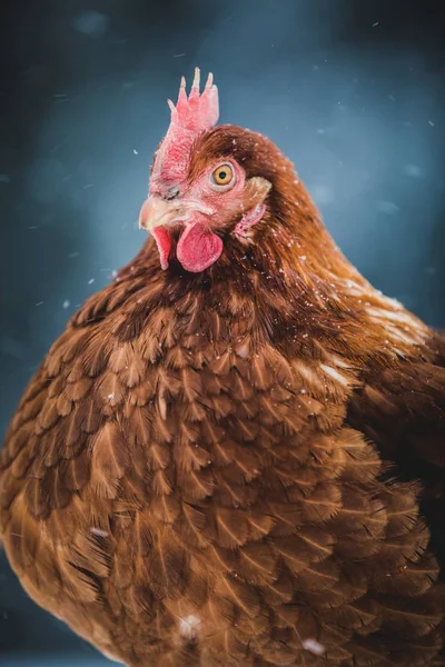 Portrait Poulet Aux Œufs Rustiques Domestiques Plein Air Pendant Tempête — Photo