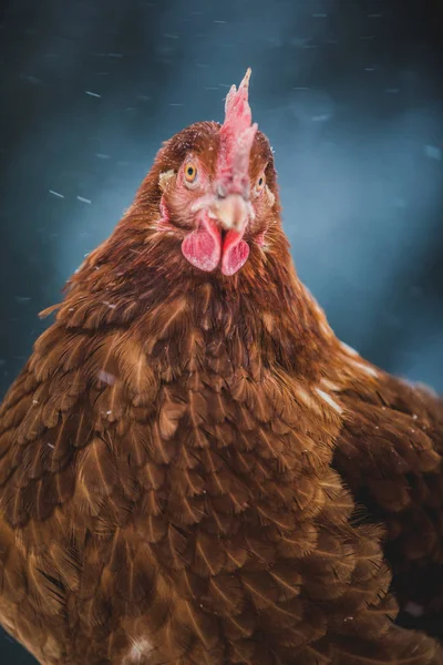 Freilandhaltung Inländische Rustikale Eier Huhn Porträt Henne Draußen Wintersturm — Stockfoto