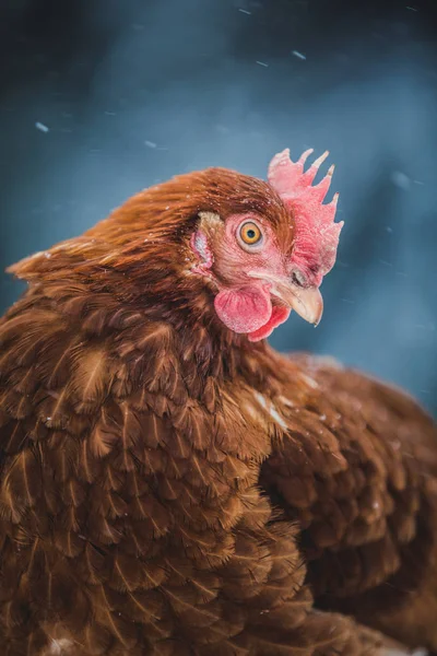 Freilandhaltung Inländische Rustikale Eier Huhn Porträt Henne Draußen Wintersturm — Stockfoto