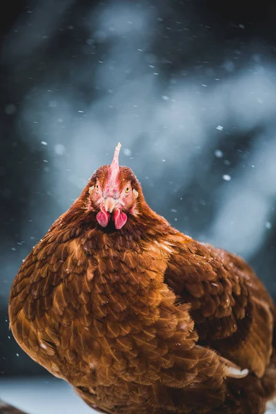 Frigående Inhemska Rustika Ägg Kyckling Porträtt Höna Utanför Winter Storm — Stockfoto