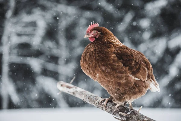 Utehöns Med Inhemska Rustika Ägg Trä Gren Utanför Winter Storm — Stockfoto